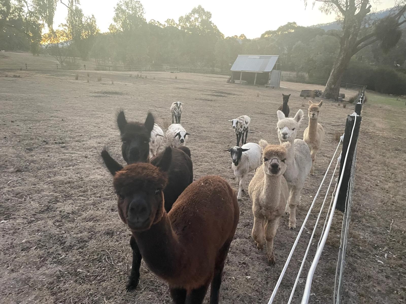 paccas & persian sheep