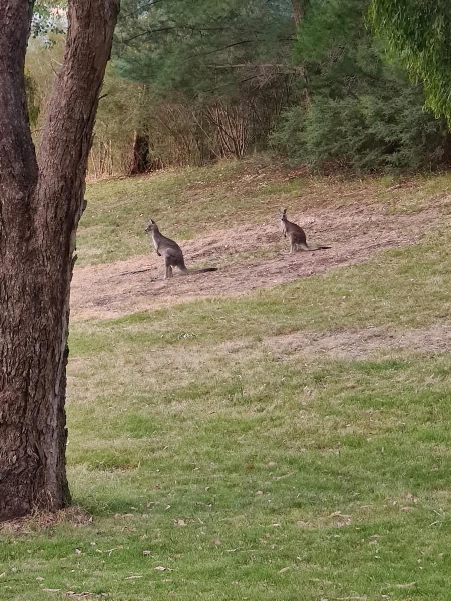 Property Sentinels