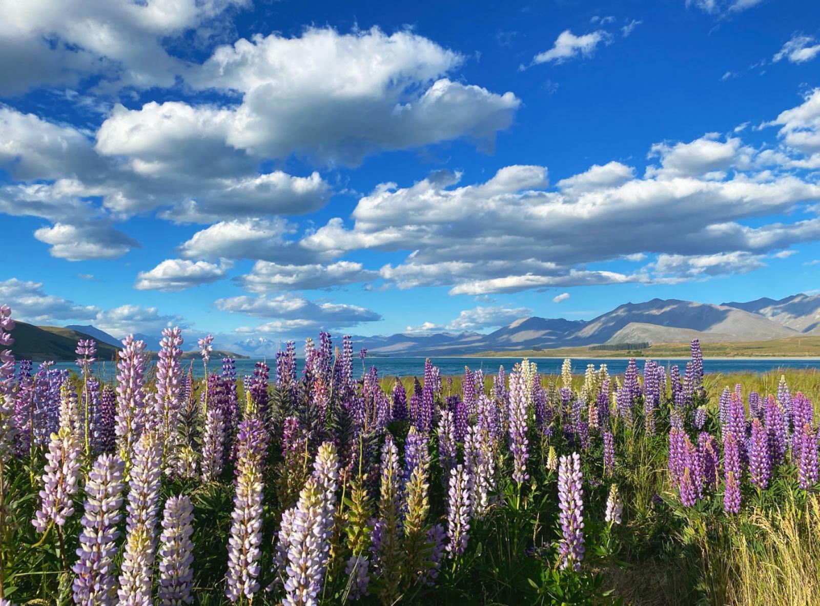 Lake Tekapo Village Motel & Stay In Backpackers